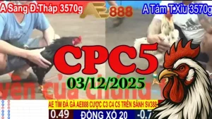 Xem video phát lại đá gà thomo CPC5 hôm nay 03122025 - Những giây phút quyết định