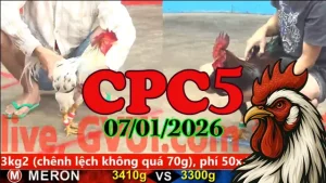 Clip Đá Gà CPC5 Ngày 07012026 Trực Tiếp Full Trận