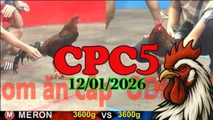 Clip Đá Gà CPC5 Ngày 12012026 Phát Lại Chuẩn Trực Tiếp