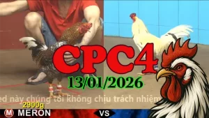 Clip đá gà Thomo CPC4 hôm nay 13012026 mới nhất