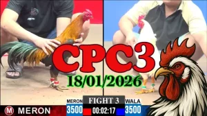 Clip trực tiếp đá gà CPC3 hôm nay ngày 18012026