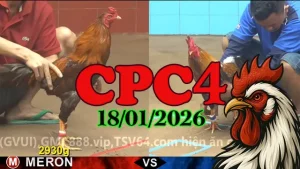 Clip xem trực tiếp đá gà CPC4 ngày 18012026