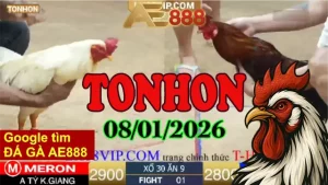 Link Clip Trực Tiếp Gà Đá Tonhon 08012025