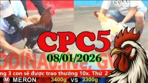 Link Video Trực Tiếp Gà Đá CPC5 Ngày 08012026