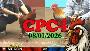 Link Xem Đá Gà Trực Tiếp Tonhon CPC4 08012025 Phát Lại