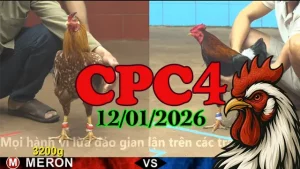 Link Xem Trực Tiếp Đá Gà CPC4 Hôm Nay 12012026 Phát Lại
