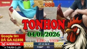 Theo Dõi Clip Trực Tiếp Đá Gà Tonhon Hôm Nay 04012026