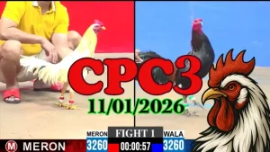 Tổng Hợp Clip Đá Gà Thomo CPC3 Ngày 11012026 Hôm Nay