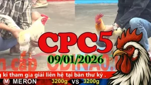 Tổng Hợp Clip Phát Lại Đá Gà Thomo CPC5 Ngày 09012026