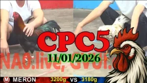 Tổng Hợp Full Clip Đá Gà Trực Tiếp CPC5 Ngày 11012026