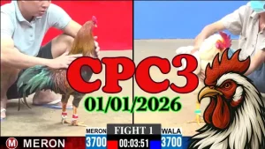 Trực Tiếp Đá Gà CPC3 01012026 – Xem Phát Lại Không Lag