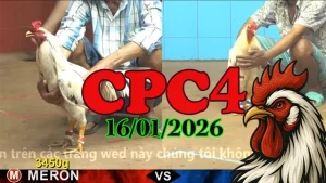 Trực tiếp đá gà CPC4 hôm nay 16012025 xem lại nhanh