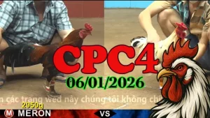 full Video Đá Gà Thomo CPC4 06/01/2026