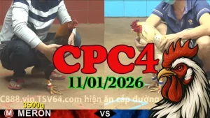 Video Đá Gà Trực Tiếp CPC4 Ngày 11012026 Không Lag