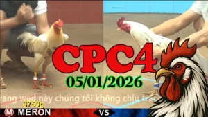 Video Phát Lại Đá Gà Thomo CPC4 Hôm Nay 05012026