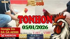 Video Xem Lại Đá Gà Tonhon Hôm Nay 05012026 – Pha Đấu Kịch Tính