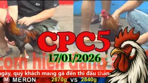 Video live đá gà Thomo CPC5 hôm nay 17012026