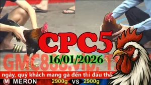 Video trực tiếp đá gà CPC5 hôm nay 16012026 phát lại nhanh