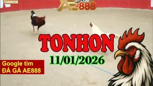 Xem Clip Đá Gà Trực Tiếp Tonhon Hôm Nay 11012026 HD