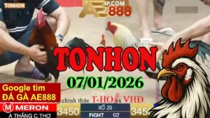 Xem Đá Gà Tonhon Hôm Nay Ngày 07012026 Full Trận