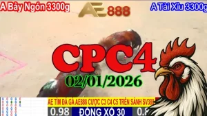 Xem Lại Full Clip Đá Gà Thomo CPC4 Hôm Nay 02012026