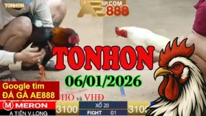 Xem Lại Trực Tiếp Đá Gà Tonhon Hôm Nay ngày 06012026