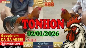 Xem Ngay Clip Đá Gà Trực Tiếp Tonhon Ngày 02012026