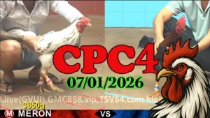 Xem Ngay Video Trực Tiếp Đá Gà CPC4 Ngày 07012026