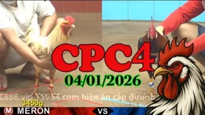 Xem Video Clip Đá Gà Thomo CPC4 Hôm Nay 04012026