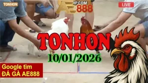 Xem đá gà Tonhon hôm nay 10012026 phát sóng trực tiếp