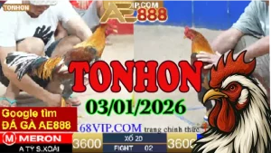 Xem đá gà Tonhon hôm nay ngày 03012026