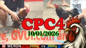 Xem lại clip đá gà trực tiếp Thomo CPC4 hôm nay