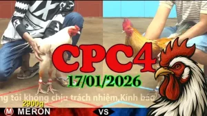 Xem lại clip trực tiếp đá gà Thomo CPC4 17012026