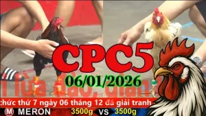 Xem trực tiếp đá gà CPC5 ngày 06012026 xem miễn phí