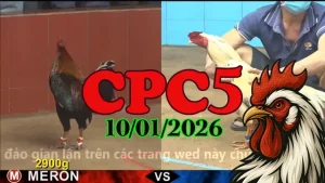 Xem video đá gà CPC5 trực tiếp ngày 10012026