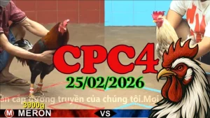 Clip Video đá gà trực tiếp CPC4 ngày 25022026 chất lượng cao