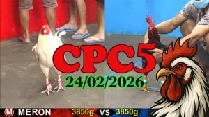 Clip đá gà CPC5 24022026 trực tiếp và phát lại đầy đủ