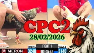Clip đá gà trực tiếp CPC2 ngày 28022026