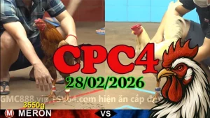 Clip đá gà trực tiếp CPC4 28022026 – Hồi Hộp Từng Cú Đá
