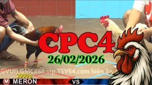Clip đá gà trực tiếp CPC4 hôm nay 26022026 – Tổng hợp trận hay