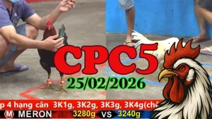 Clip đá gà trực tiếp CPC5 25022026 chất lượng cao full HD