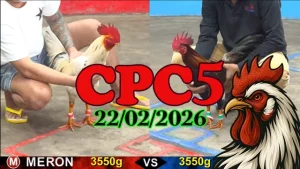 Clip đá gà trực tiếp CPC5 hôm nay ngày 22022026 Thomo – Full trận