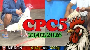 Link Video đá gà trực tiếp CPC5 ngày 23022026 – Video gà Thomo