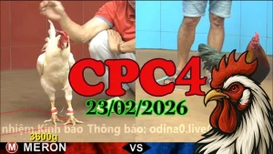 Link xem Clip đá gà trực tiếp CPC4 23022026 hôm nay mới nhất