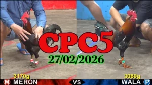 Video clip đá gà trực tiếp CPC5 27022026 hôm nay