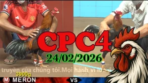 Video đá gà CPC4 ngày 24022026 trực tiếp và phát lại