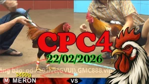 Video đá gà trực tiếp CPC4 ngày 22022026 – Cập nhật trận mới nhất