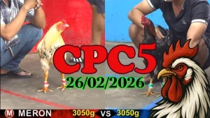 Video đá gà trực tiếp CPC5 hôm nay 26022026 – Tổng hợp trận hay