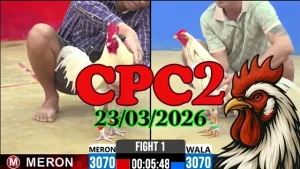 Clip đá gà CPC2 hôm nay 23032026