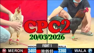 Clip đá gà CPC2 hôm nay ngày 20032026 full trận HD